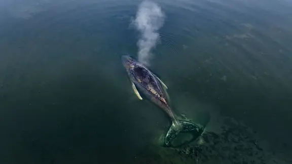 Der Buckelwal vor der Insel Poel. 