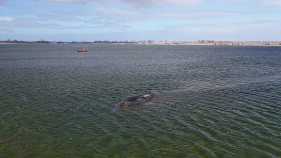 Ein Buckelwal ist vor der Insel Poel gestrandet.