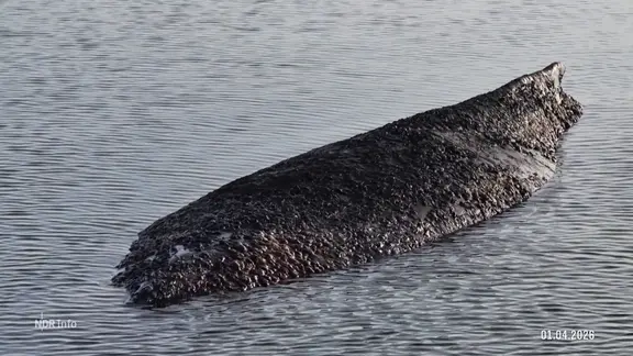 Der gestrandete Buckelwal vor Poel. 