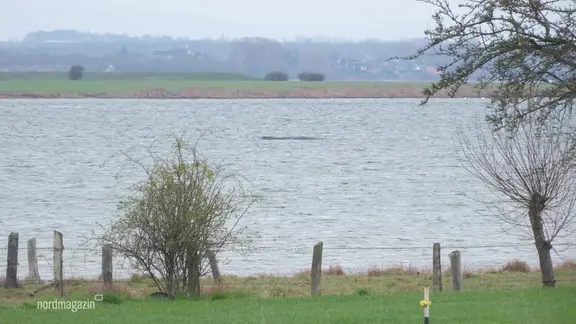Blick aus der Entfernung auf den Buckelwal vor Poel. 