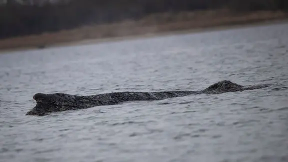 Der verirrte Buckelwal in der Ostsee.