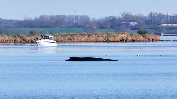 Der Buckelwal liegt am Nachmittag des 1. April 2026 vor der Insel Poel. 